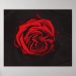 Red Rose art poster