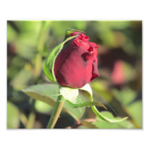 Red Rose Bud Art Photo