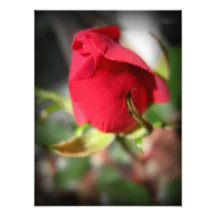 Red Rose Bud Photographic Print