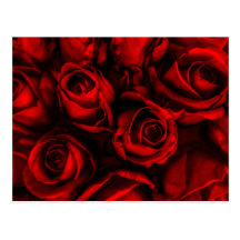 Red Rose Elegance Postcard