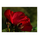 red rose greeting cards