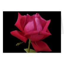 Red Rose note card