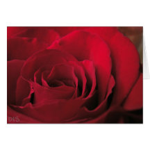 Red Rose Note Card