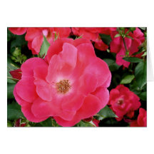 Red Rose note card 2