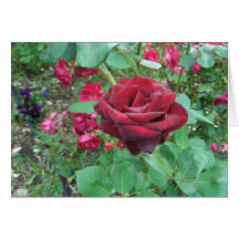 Red Rose Note Cards