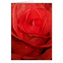Red Rose Note Cards