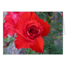 Red Rose note cards
