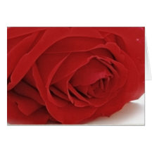 Red Rose Note Cards