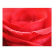 Red Rose Petals Photo