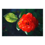 Red rose photo