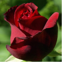 Red Rose Photo Cutout