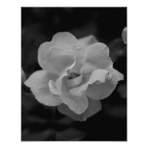 Red Rose Photo Print