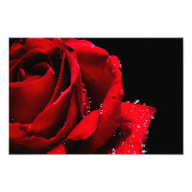 Red rose photo print