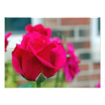 Red Rose Photograph