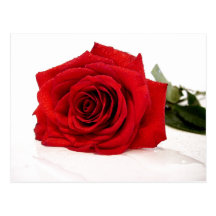 Red Rose Postcard