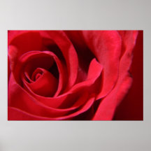 Red Rose Print