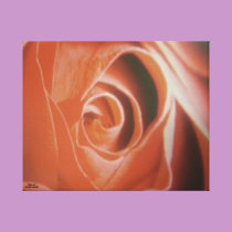 Red Rose  print canvas prints