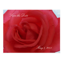 Red Rose Save the Date Post Card