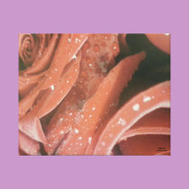 Red Rose with water droplets print image canvas prints