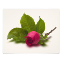 Red Rosebud Alec's Red Photo Print