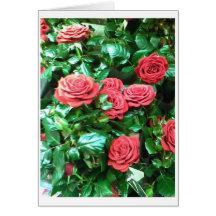 Red roses greeting cards