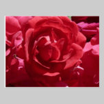 Red Roses postcards