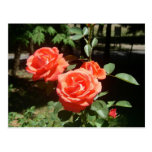 Red Roses Postcard