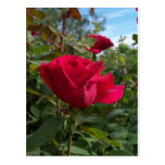Red Roses Postcards