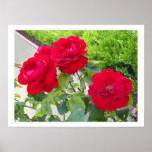 Red Roses Print