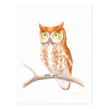 Red Screech Owl Postcard