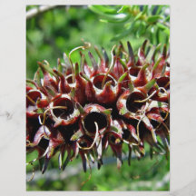 Red Seed pods on stem Personalized Flyer