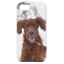 Red Setter iPhone 5 Covers