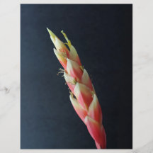 Red Spiky Flower. Vriesea. Flyer Design