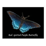 Red-spotted Purple Postcard