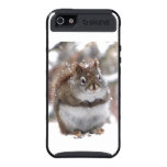 Red Squirrel in Snow Cover For iPhone 5