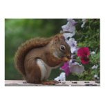 Red Squirrel & Petunias ATC Business Card Templates