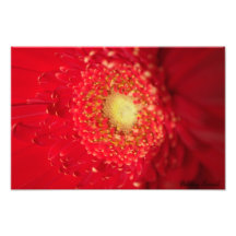 Red Sun Photographic Print