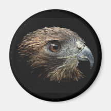 Red-tail Hawk pastel Magnet