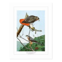 Red-tailed and Cooper's Hawks Postcard