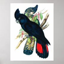 Red tailed, Black (Banksian) Cockatoos. Posters