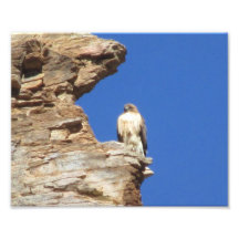 Red Tailed Hawk Photo Print