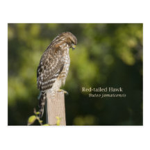 Red-tailed Hawk Postcard