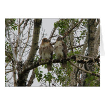 Red-Tailed Hawks Card