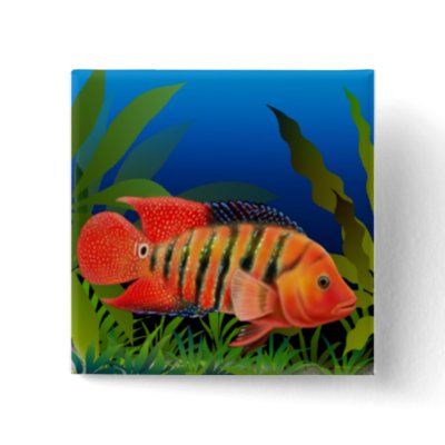 cichlids fish pictures