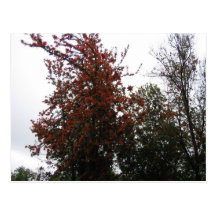 Red tree postcards