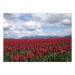 Red Tulip Field Announcement