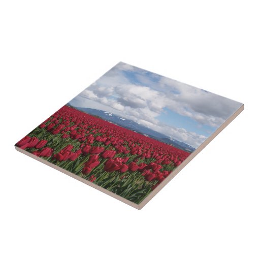 Red Tulip Field Ceramic Tile