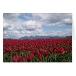 Red Tulip Field Greeting Card