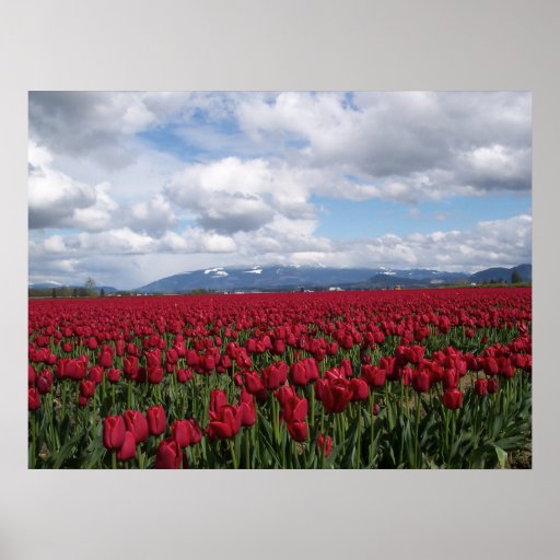 Red Tulip Field Print