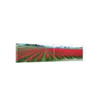 Red Tulip Panorama Stretched Canvas Prints